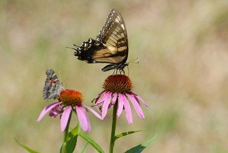 Yellow swallowtail butterfly on purple coneflower (Echinacea purpurea)