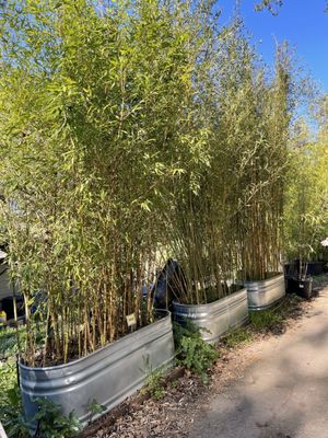 Bamboo Sourcery Nursery & Gardens