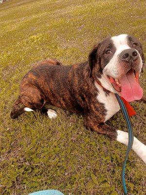 Handsome boy! Vincent completed one of his training sessions! Look at that smile!