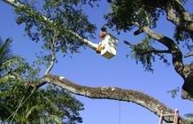 Need tree trimming? Call Cut Rite Tree Service!