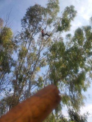 Removing a Eucalyptus tree.