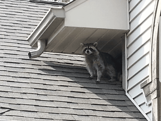 Give us a call for a free estimate to get rid of racoons, squirrels, and other pests that find their way into your home.