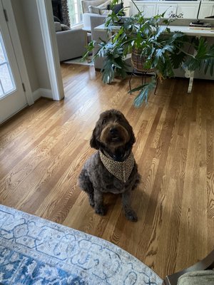 Brown labradoodle