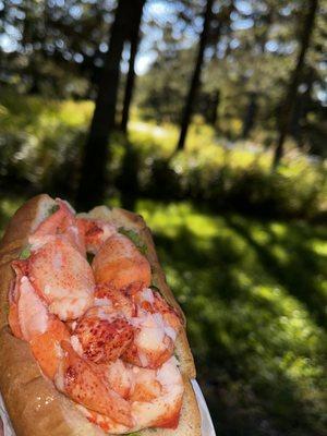 Lobster Roll In Acadia, ME