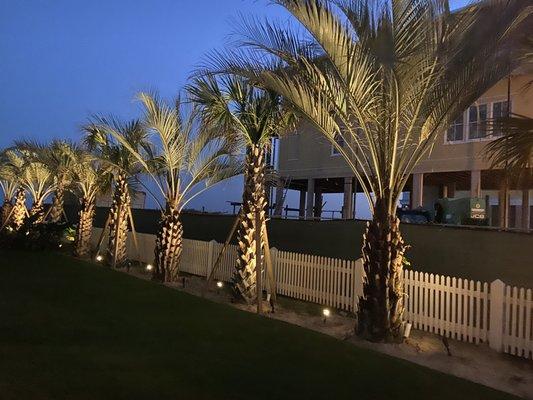 out door lighting and palm tree install