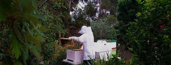 Backyard Beekeeping