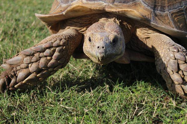 Godzilla the tortoise