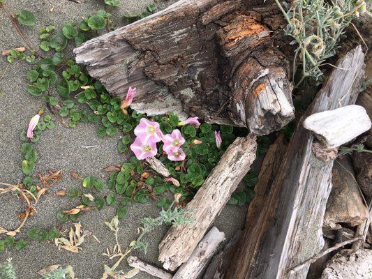 Flowers in the sand