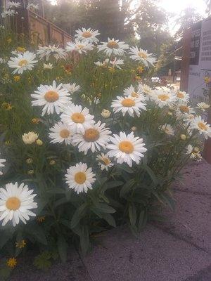 A clients Flower Garden