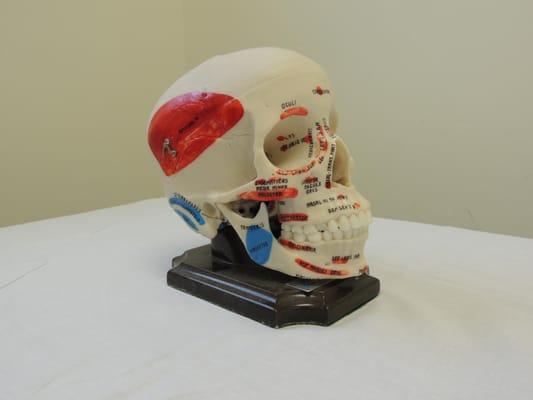 Model of Skull and Jaw we use to educate patients
