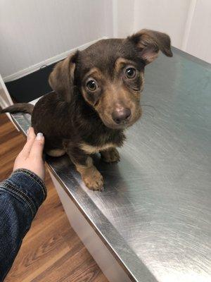 puppy on the table