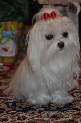 Maltese