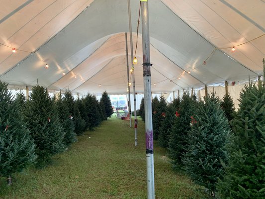 Happ's Homegrown Christmas Trees