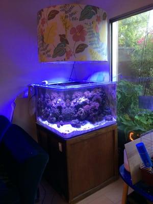 75 Gallon Reef with cool hidden led light fixture.