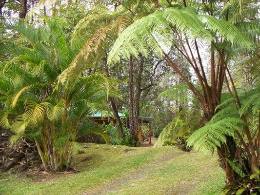 Approahing the Enchanting Rainforest Hideaway