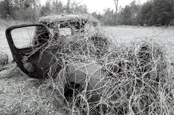 This is the best of my Eutawville, SC rusted auto photos.  8 of my Eutawville photoswere exhibited at a show at ASUC Gallery at UC Berkeley.