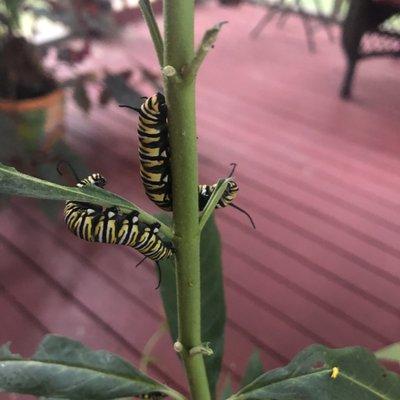 Angel Wings Greenhouse