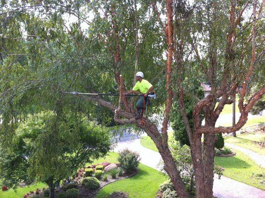 OBX Tree Service | Tree Preservation