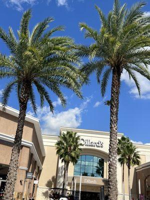 Palm Tree Dillard's