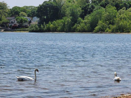 Swans always chilling here love it