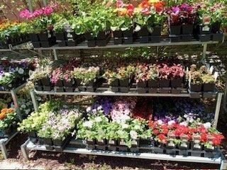 Beautiful annual plants, flowers, vegetables, and herbs.