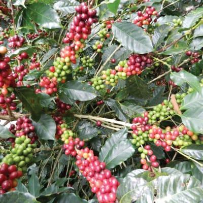 Coffee Cherries