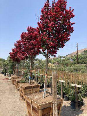 Crepe Myrtle Tree - Dynamite Red