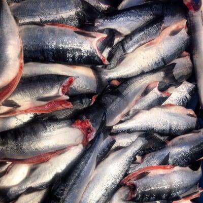 Lots of fresh dressed Sockeye are IN!