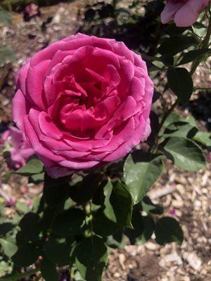 Beautiful rose