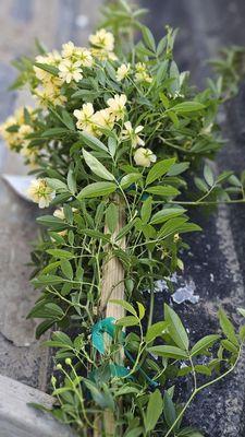 Got my yellow lady bank mini roses!!