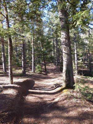 One of the MANY OHV trails in the area. Keep your ears open when crossing!