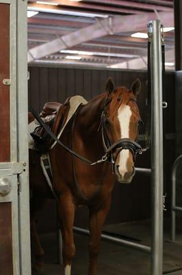 NPE is a full service barn that offers turn out, hand walking, lunging, grooming, graining, blanketing, bathing and more!