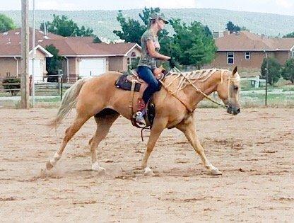 Queen B Performance Horses