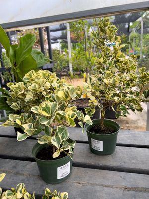 Rare to find locally- Variegated ficus triangularis