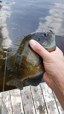 Fishing off the Docks