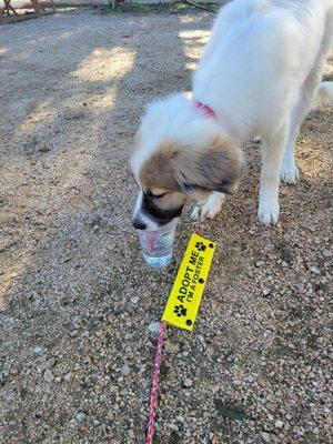 My foster puppy drinking from complimentary water cup