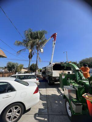 Arce's Santee Tree Service