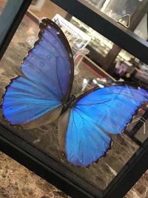 Butterflies in all shapes and sizes are found in the gallery.  Perfect for gifting.