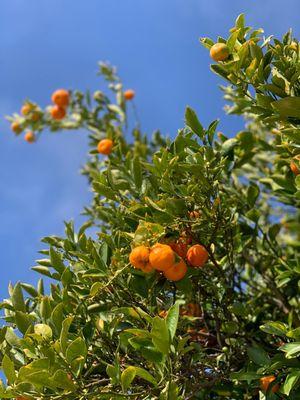 Random orange trees around Old Town park