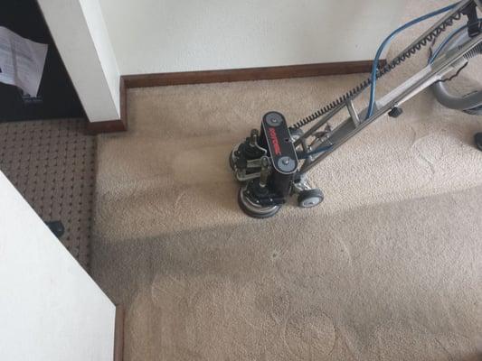 Carpet cleaning by Distinctly Clean in Congerville, Peoria and Bloomington, IL