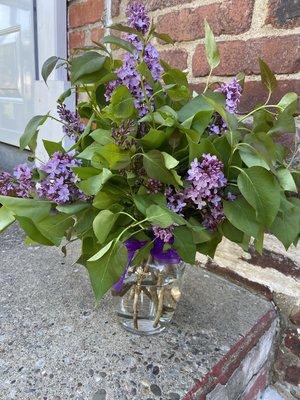 Cut lilacs in Vase