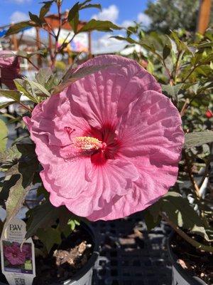 Beautiful hibiscus.