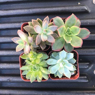 Our special 4 for $5 succulent bunch