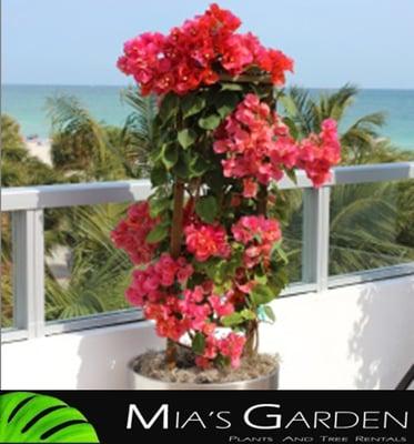 Mia's Garden Plants & Tree Rental