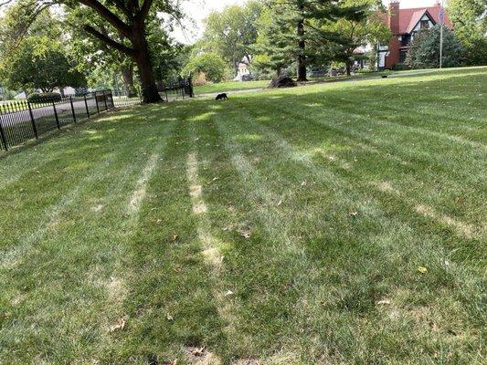 dead grass stripes from spraying weed killer in temperatures sbove 95 drgrees