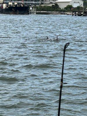 Dolphins just off the boat while fishing.