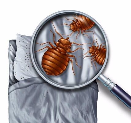 Canine Bed Bugs Inspection, Heat Thermal Remediation, Call Us Today!