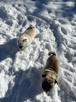 Having a ball in the snow! Book your drop in visit today!