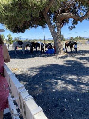 Getting ready for the horse show.