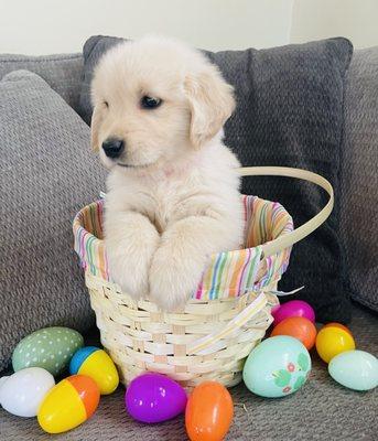 Golden retriever Easter Puppies ready 2024